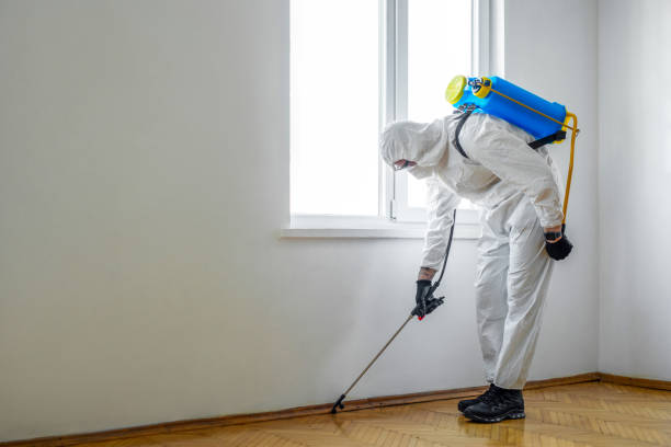 Wasp Removal Services in Auxvasse, MO