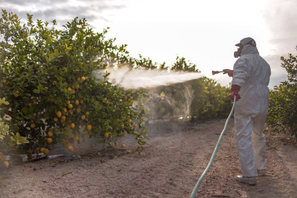 Best Local Pest Control Services  in Auxvasse, MO