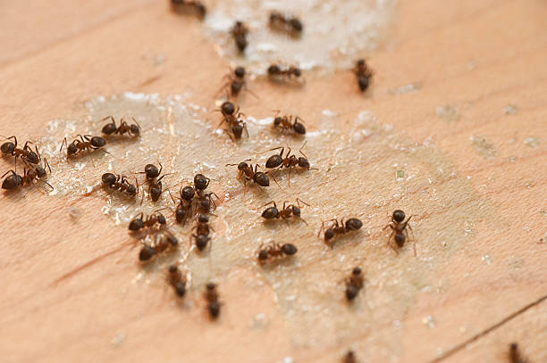 Best Termite Control Services  in Auxvasse, MO